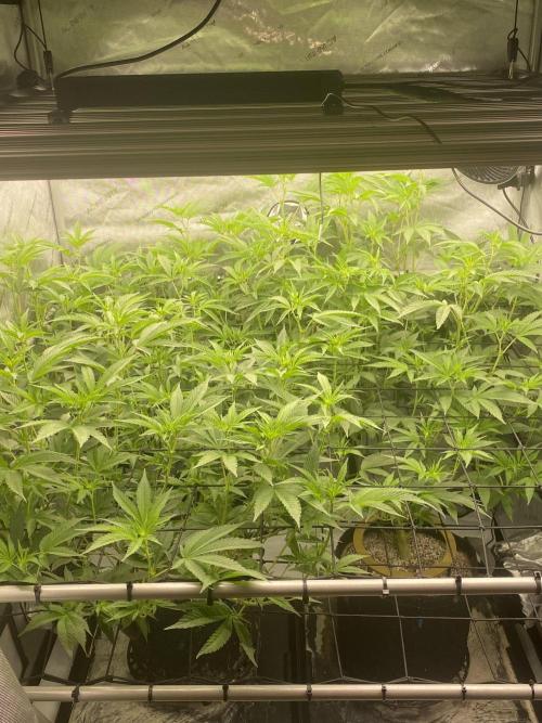 Double Halle Berry. Week 5