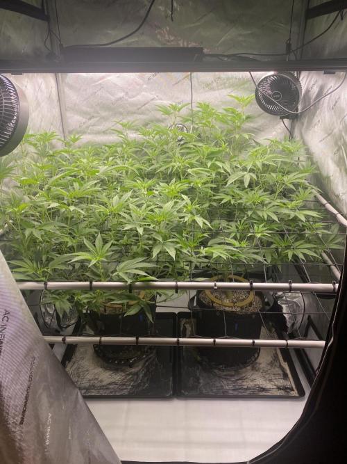 Double Halle Berry. Week 5
