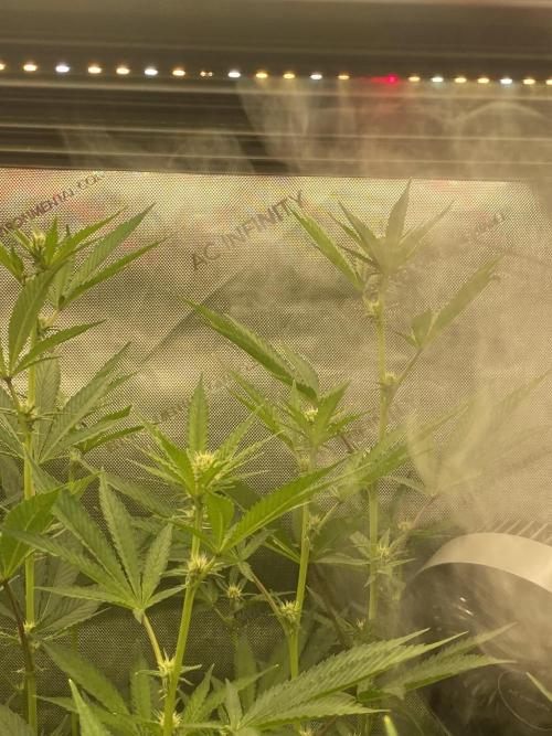 Double Halle Berry. Week 6