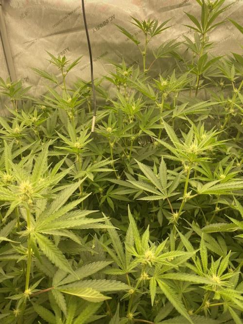 Double Halle Berry. Week 6