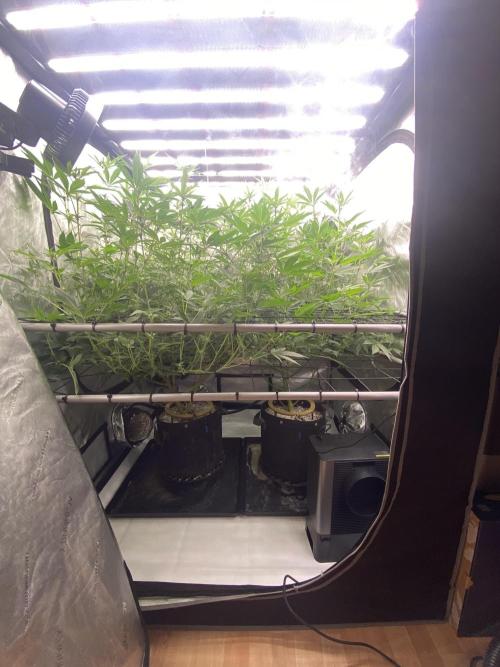 Double Halle Berry. Week 6