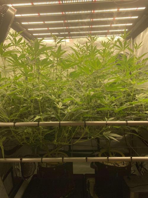 Double Halle Berry. Week 6