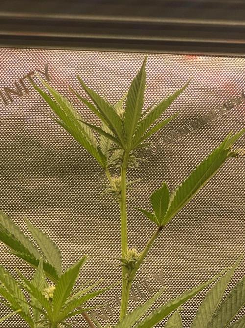 Double Halle Berry. Week 6
