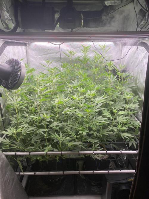 Advance Grow Tent System 4x4 with Smart Controls. Week 6