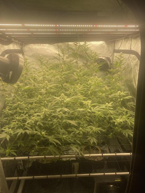 Double Halle Berry. Week 7