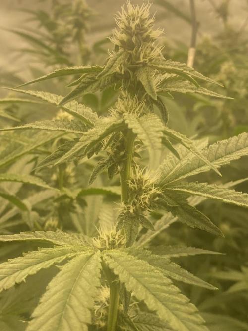 Double Halle Berry. Week 7