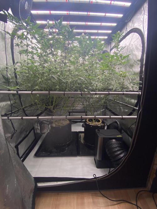 Double Halle Berry. Week 7
