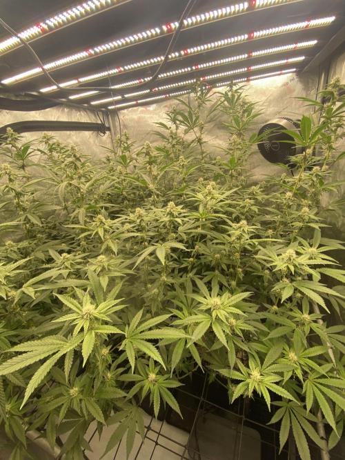 Double Halle Berry. Week 7