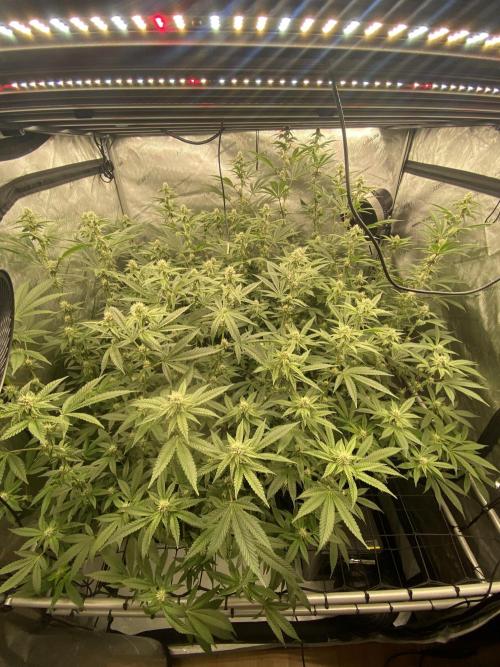 Advance Grow Tent System 4x4 with Smart Controls. Week 7