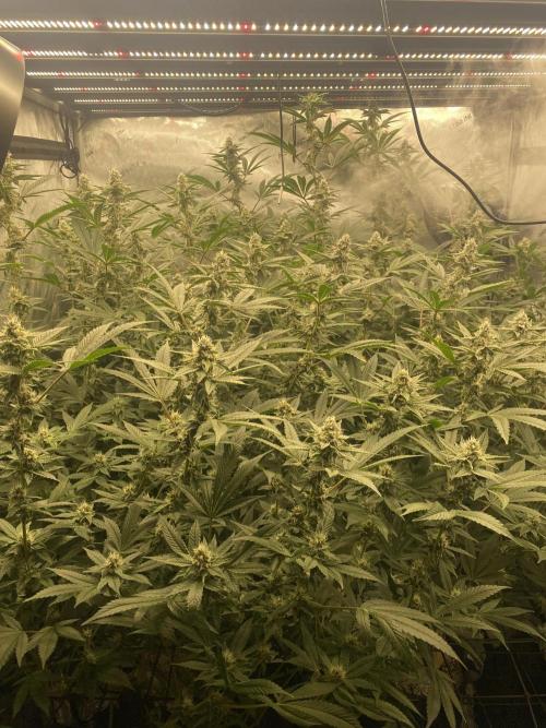 Double Halle Berry. Week 8