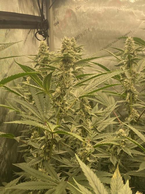 Double Halle Berry. Week 8