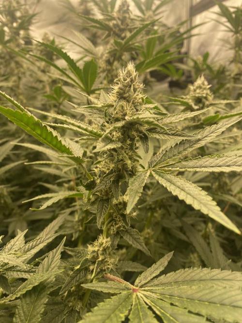 Double Halle Berry. Week 8