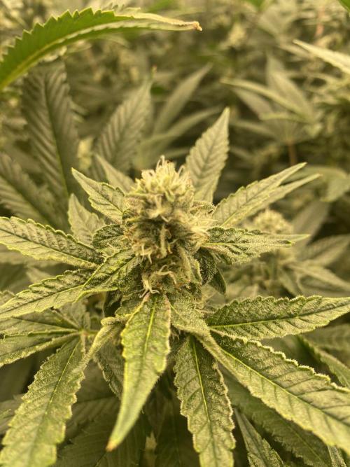 Double Halle Berry. Week 8