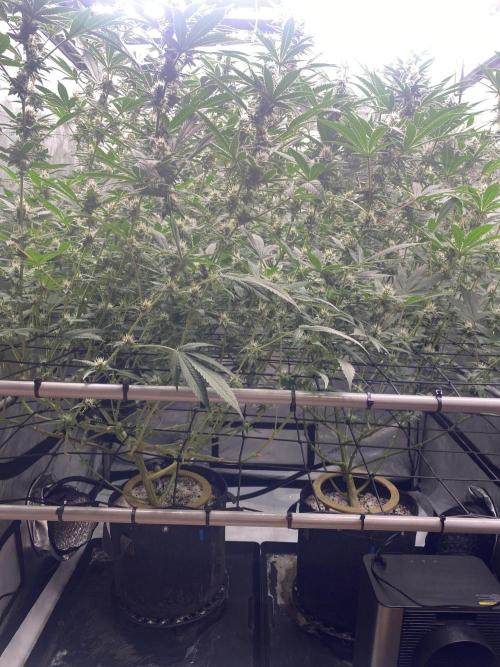 Double Halle Berry. Week 8