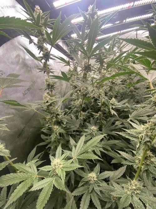 Double Halle Berry. Week 8