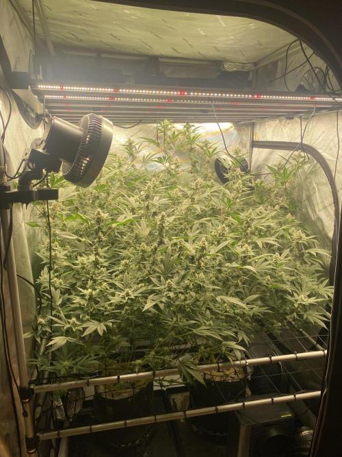 Double Halle Berry. Week 8