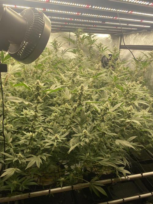 Double Halle Berry. Week 8