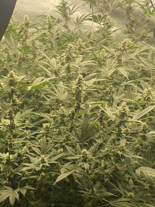 Double Halle Berry. Week 8