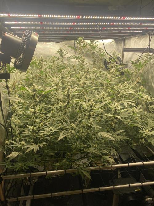 Double Halle Berry. Week 8