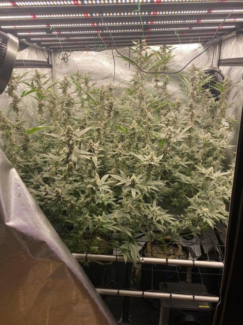Double Halle Berry. Week 9