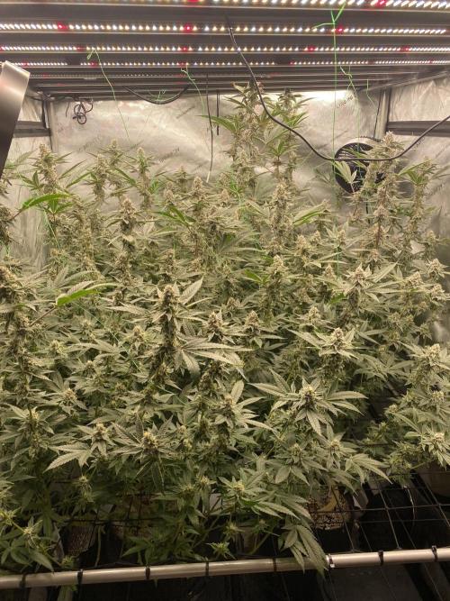 Double Halle Berry. Week 9