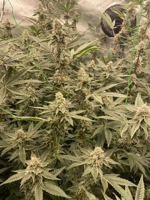 Double Halle Berry. Week 9