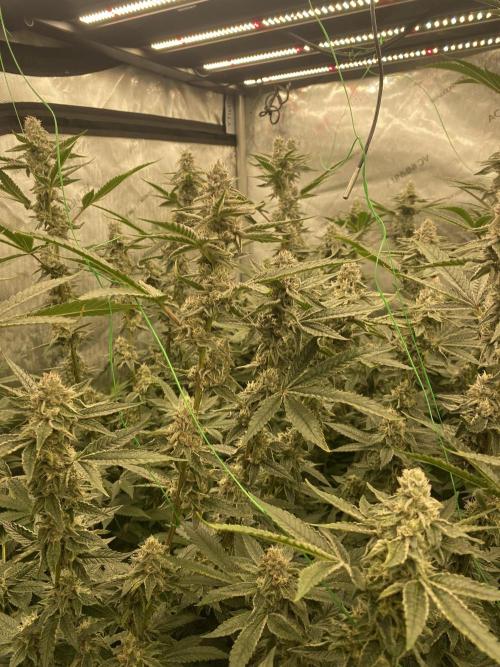 Double Halle Berry. Week 9