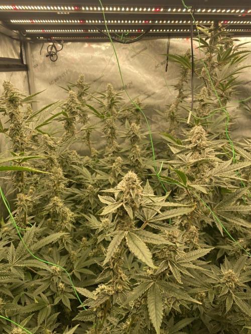 Double Halle Berry. Week 9