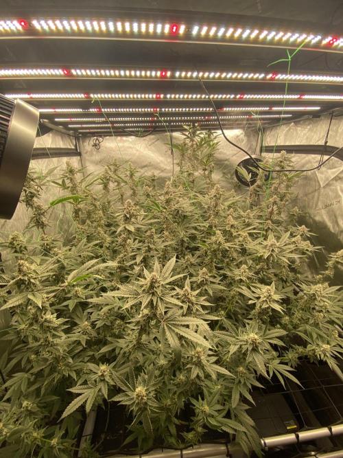 Double Halle Berry. Week 9