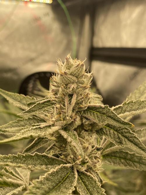 Double Halle Berry. Week 9
