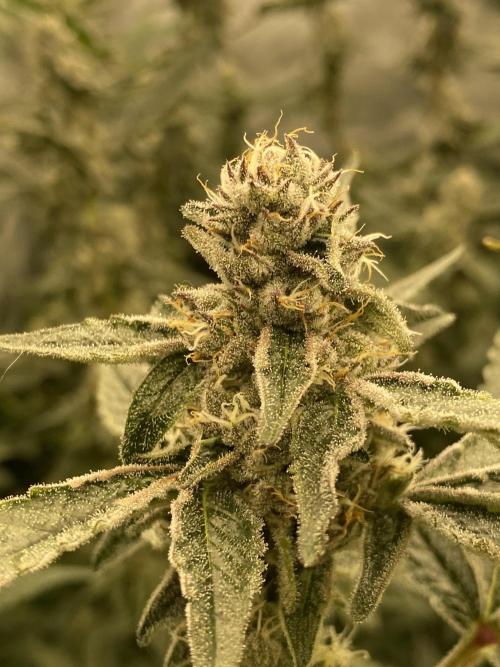 Double Halle Berry. Week 9