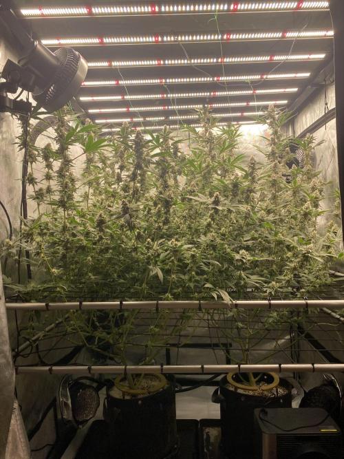 Double Halle Berry. Week 9
