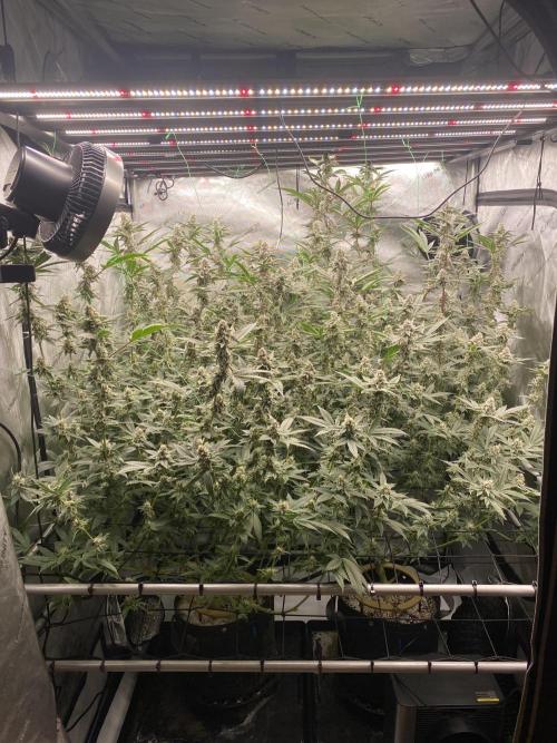 Double Halle Berry. Week 9