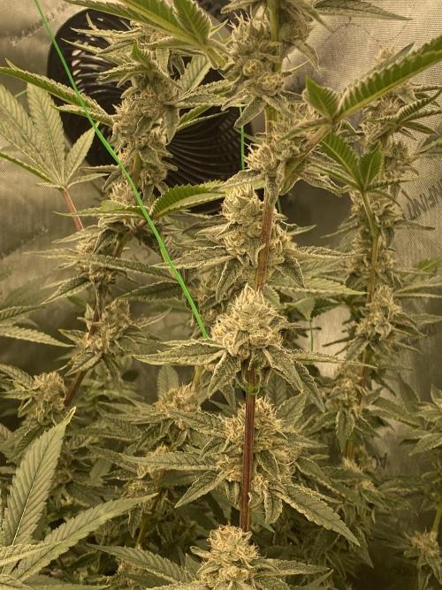 Double Halle Berry. Week 9
