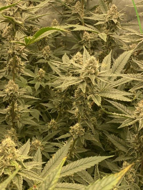 Double Halle Berry. Week 9