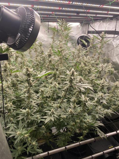 Advance Grow Tent System 4x4 with Smart Controls. Week 9