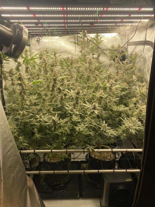 Double Halle Berry. Week 10