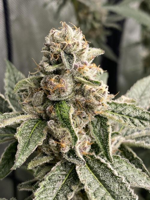 Double Halle Berry. Week 10