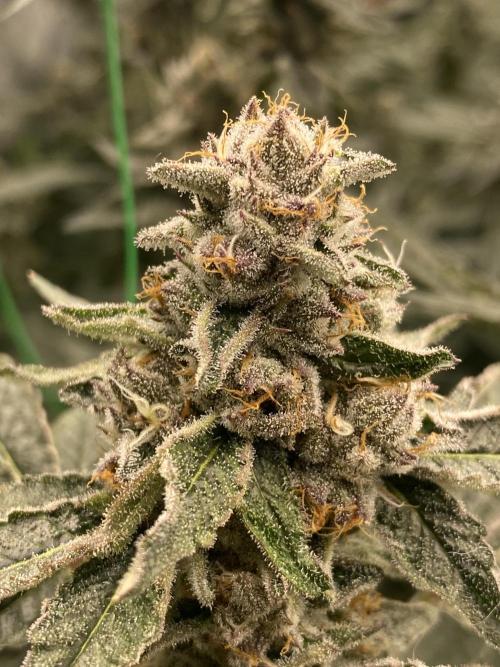 Double Halle Berry. Week 10