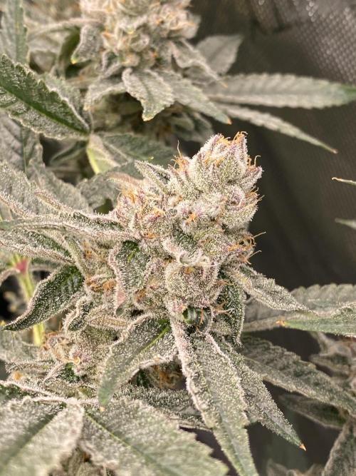 Double Halle Berry. Week 10