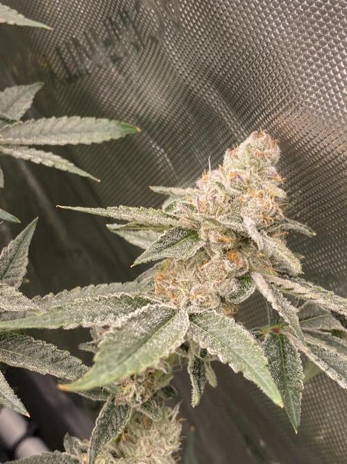 Double Halle Berry. Week 10
