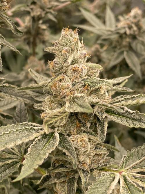 Double Halle Berry. Week 10