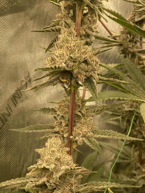 Double Halle Berry. Week 10