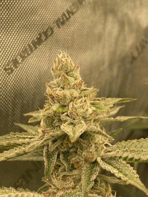 Double Halle Berry. Week 10
