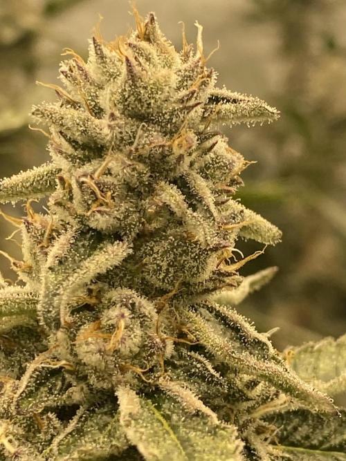 Double Halle Berry. Week 10