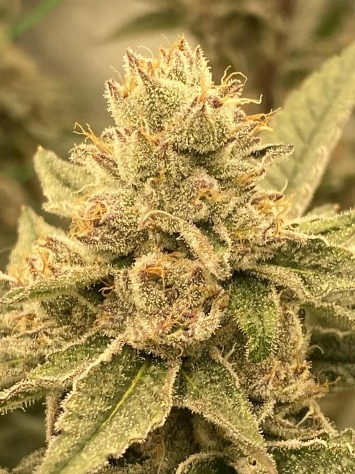 Double Halle Berry. Week 10