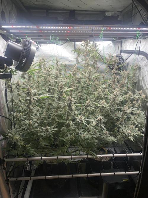 Double Halle Berry. Week 11