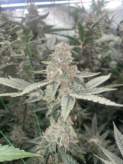 Double Halle Berry. Week 11