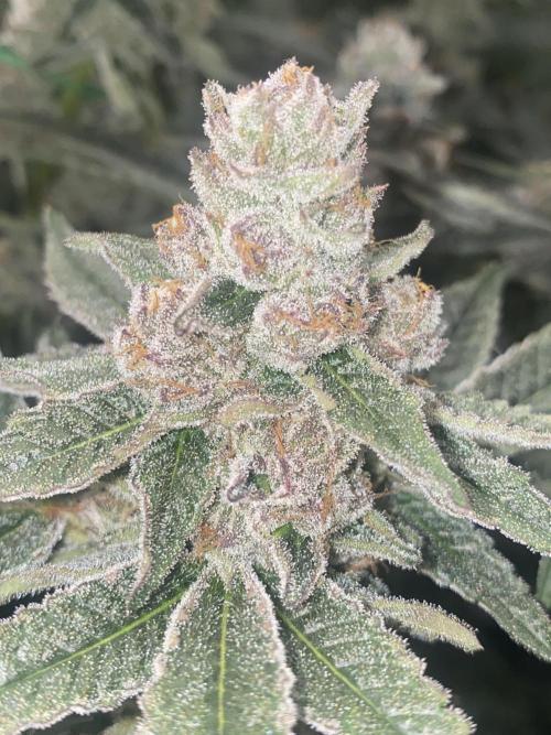Double Halle Berry. Week 11