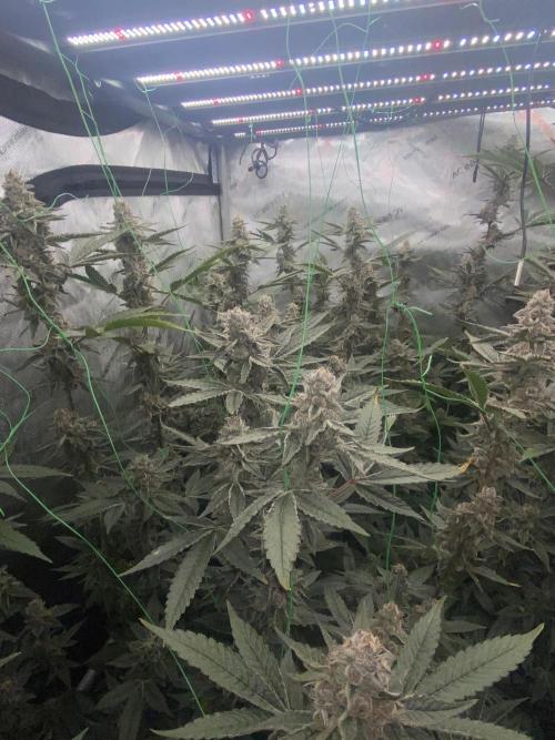 Double Halle Berry. Week 11